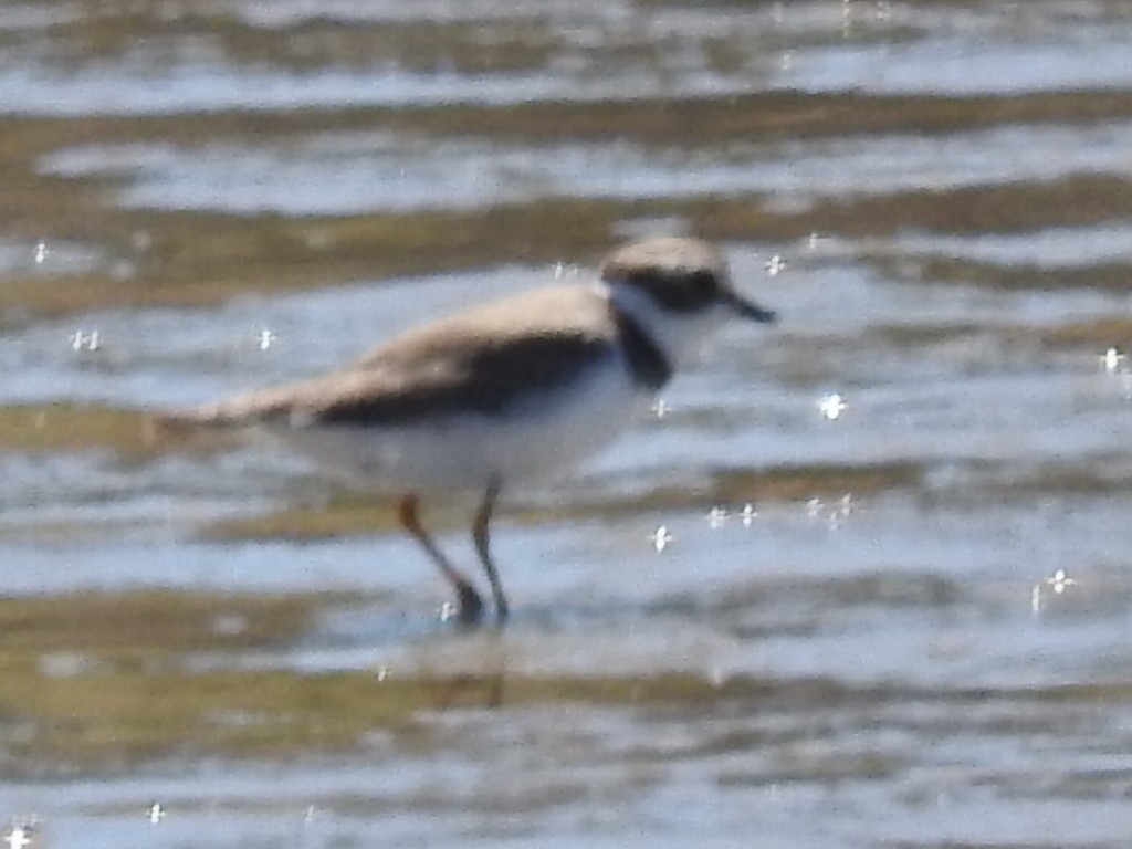 Semipalmated Plover - ML405131851