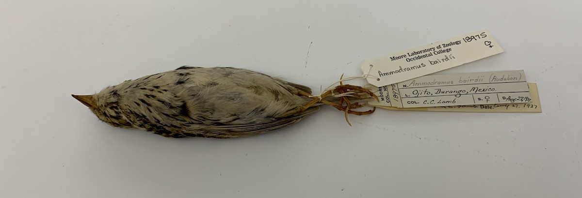 Baird's Sparrow - ML405132271