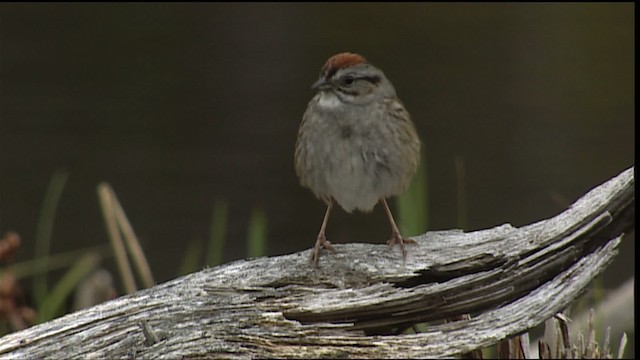 Swamp Sparrow - ML405135