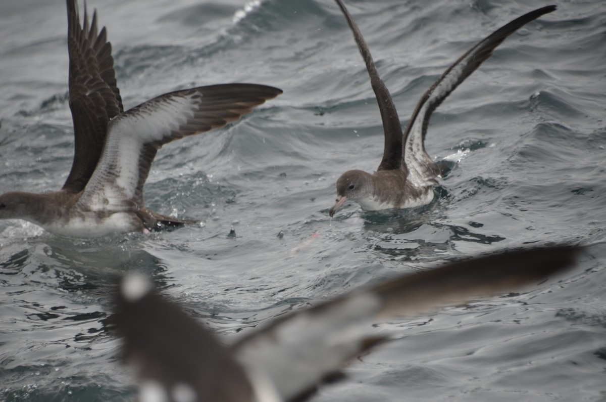 Pink-footed Shearwater - ML405135341