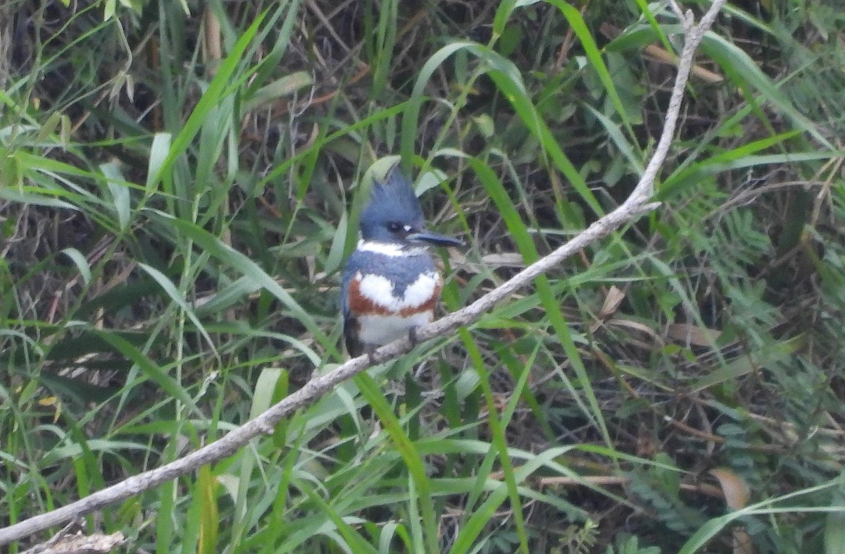 Belted Kingfisher - Marie Furnish
