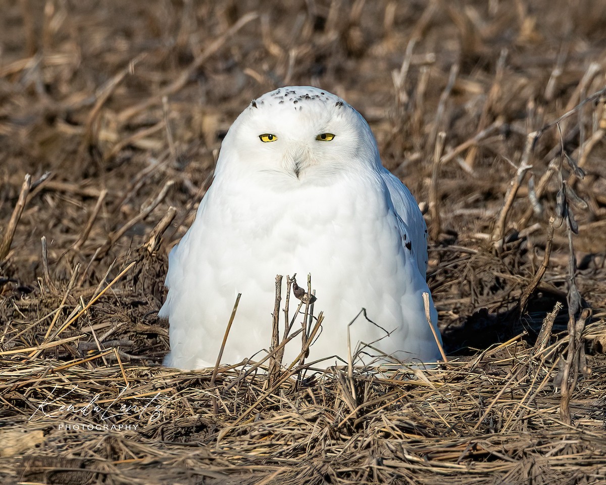 Snowy Owl - ML405138131