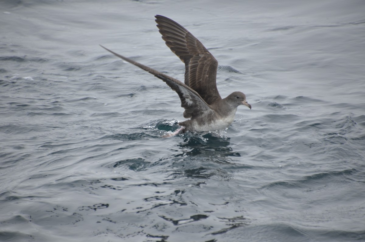 Pink-footed Shearwater - ML405141531