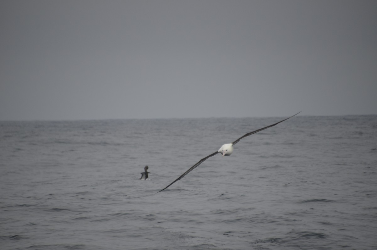 Southern Royal Albatross - ML405141671