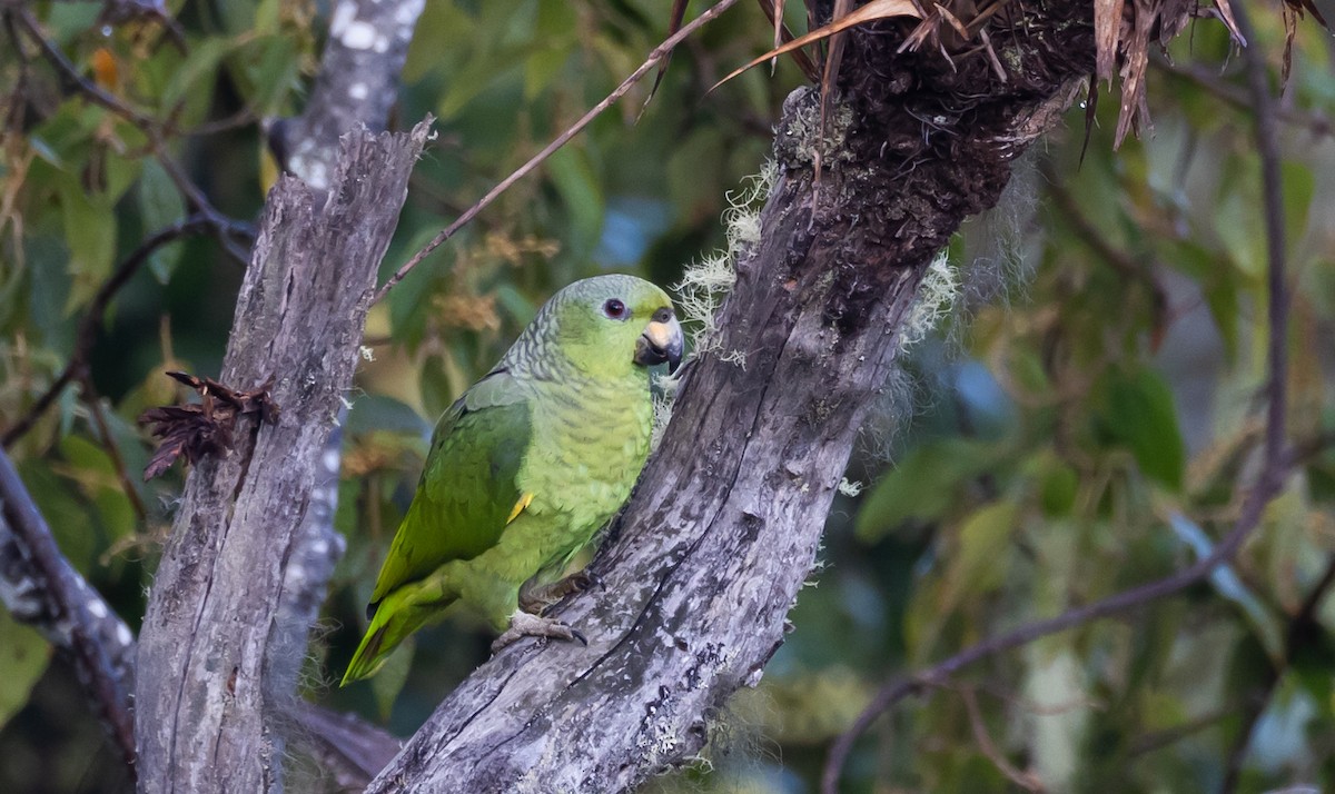 Scaly-naped Parrot - ML405141981