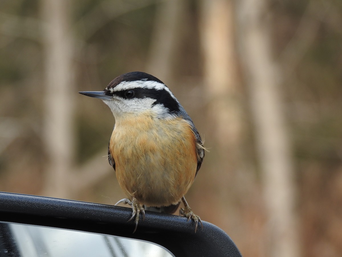 Red-breasted Nuthatch - ML405143041