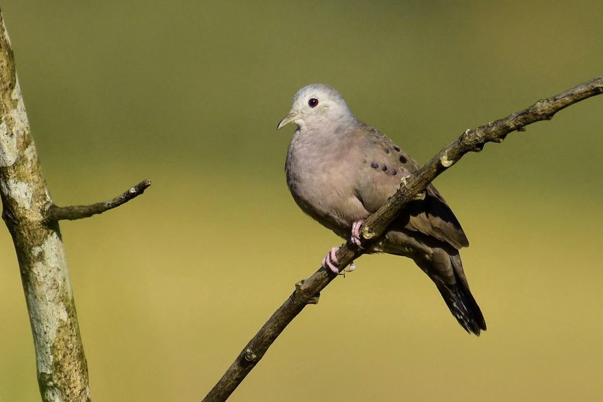 Plain-breasted Ground Dove - ML405147631
