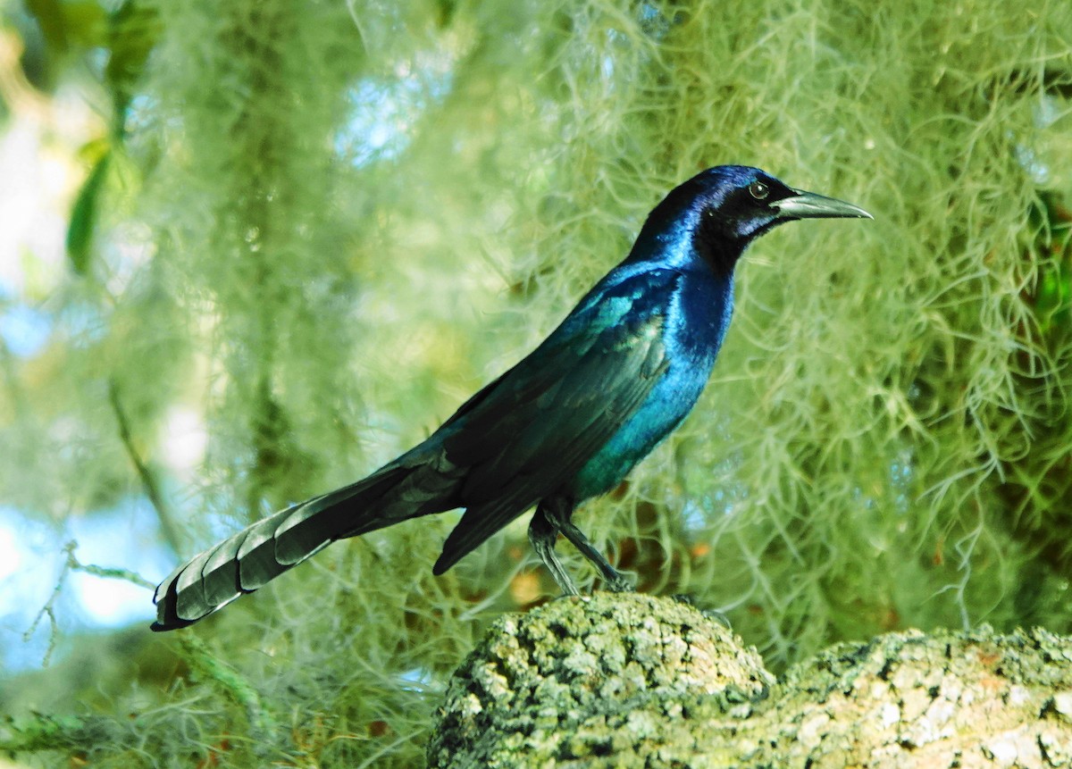 Boat-tailed Grackle - ML405149061