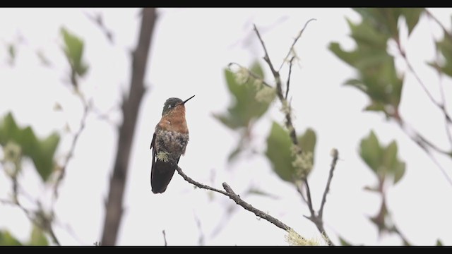 kolibřík dřišťálový (ssp. districta) - ML405154011