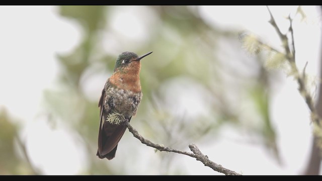 kolibřík dřišťálový (ssp. districta) - ML405154301