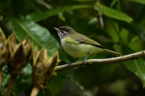 Vireo leucophrys