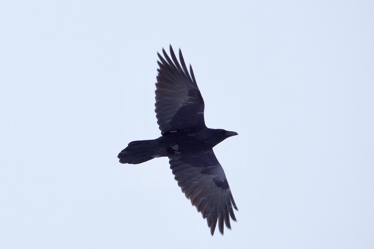 Common Raven - ML405155491