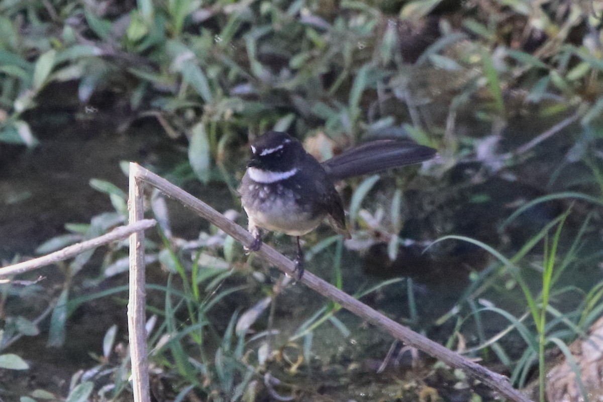 Spot-breasted Fantail - ML405173241