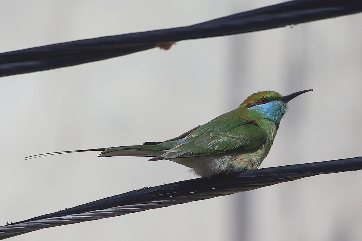 Asian Green Bee-eater - ML405173411