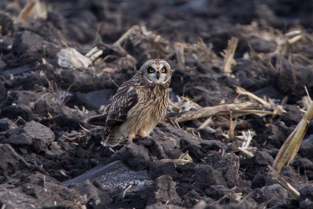 Short-eared Owl - ML405183981