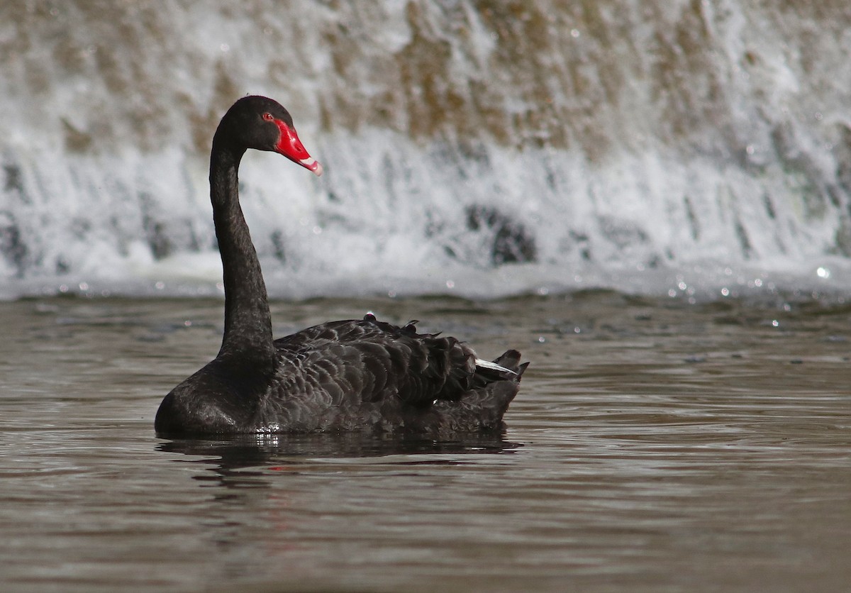 Black Swan - Rufus Wareham