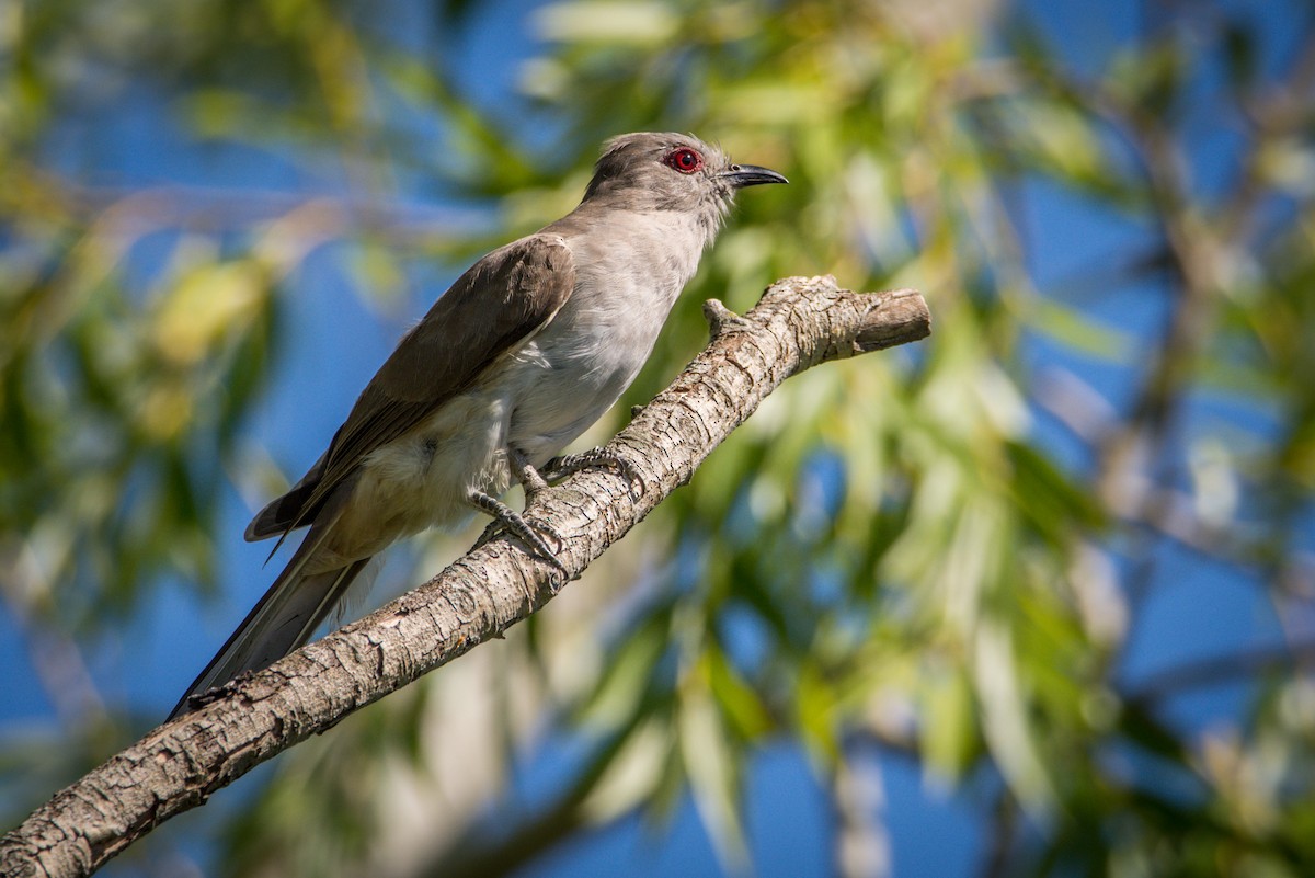 Ash-colored Cuckoo - ADRIAN GRILLI