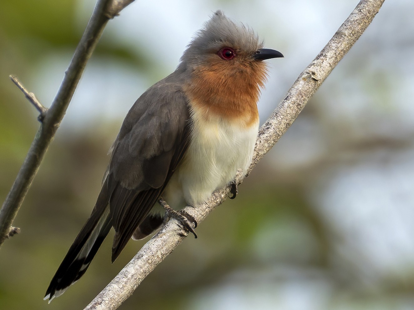Dwarf Cuckoo - Andres Vasquez Noboa - Tropical Birding Tours