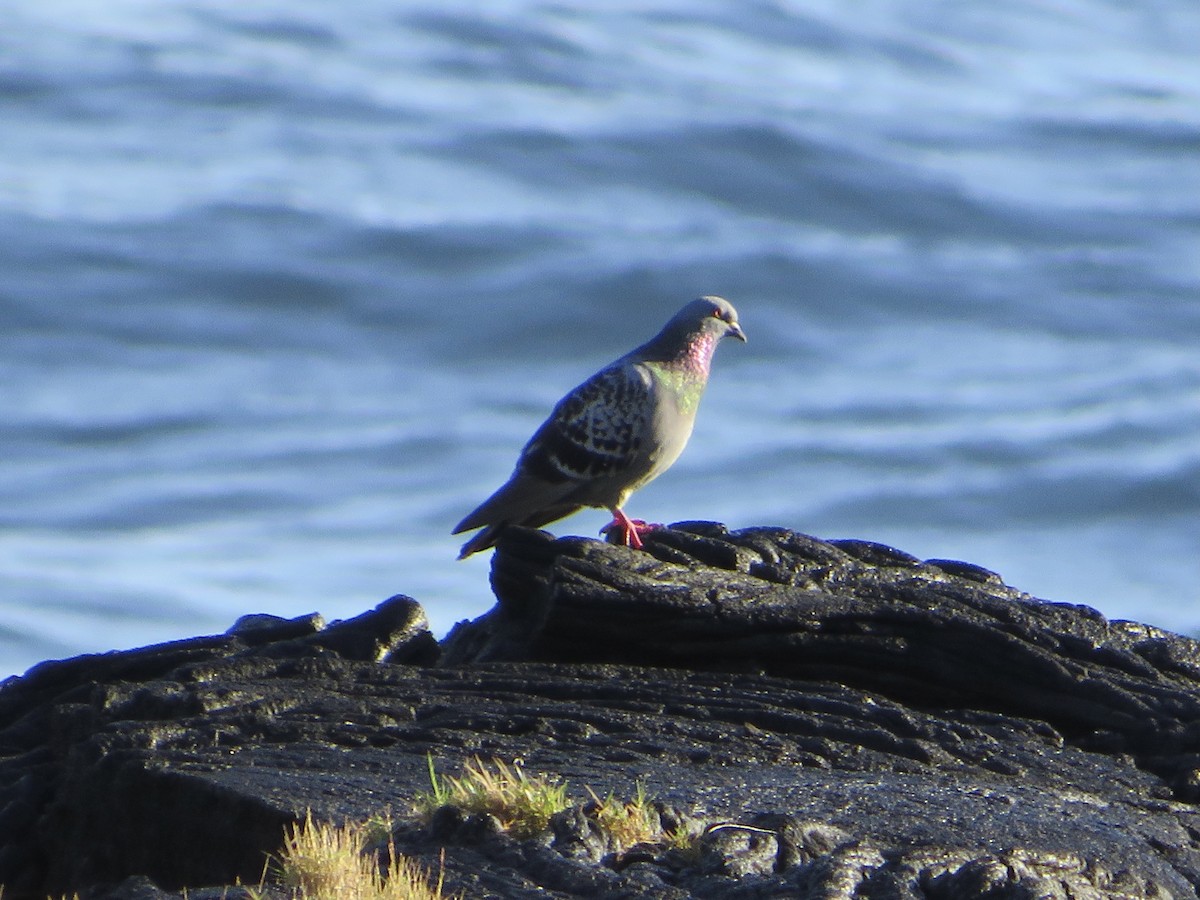 Rock Pigeon (Feral Pigeon) - ML405200981