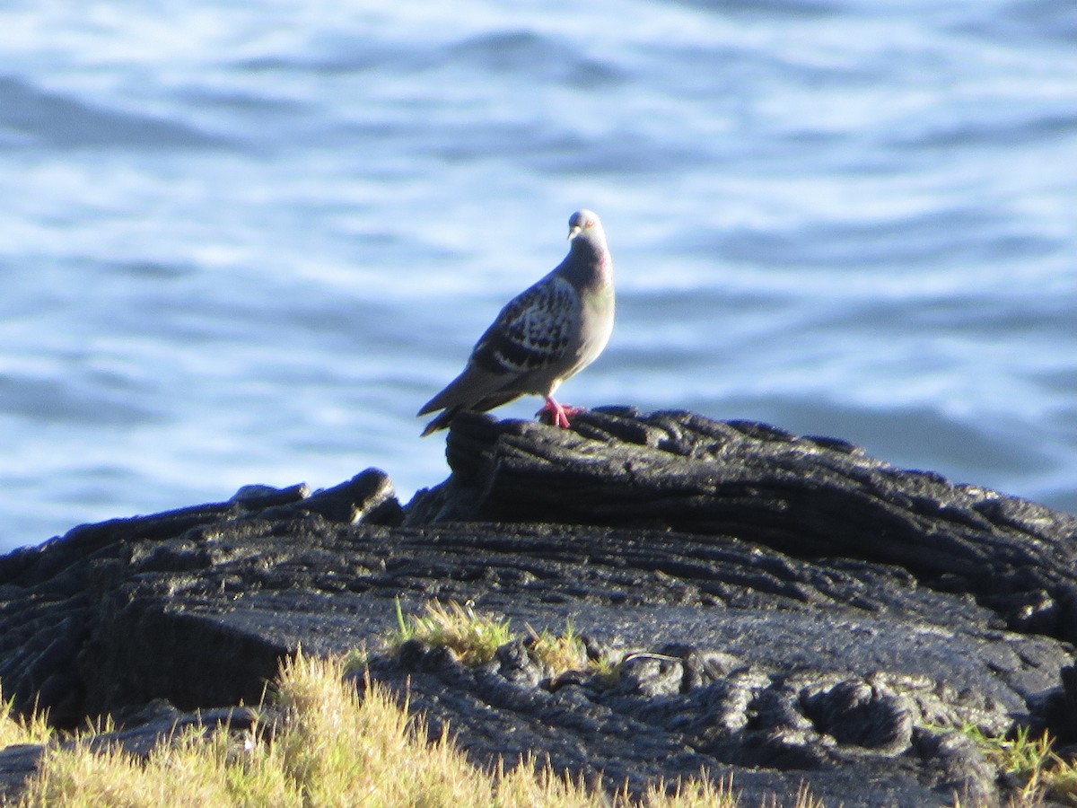Rock Pigeon (Feral Pigeon) - ML405200991