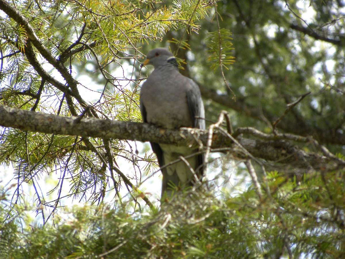 Band-tailed Pigeon - ML40520261