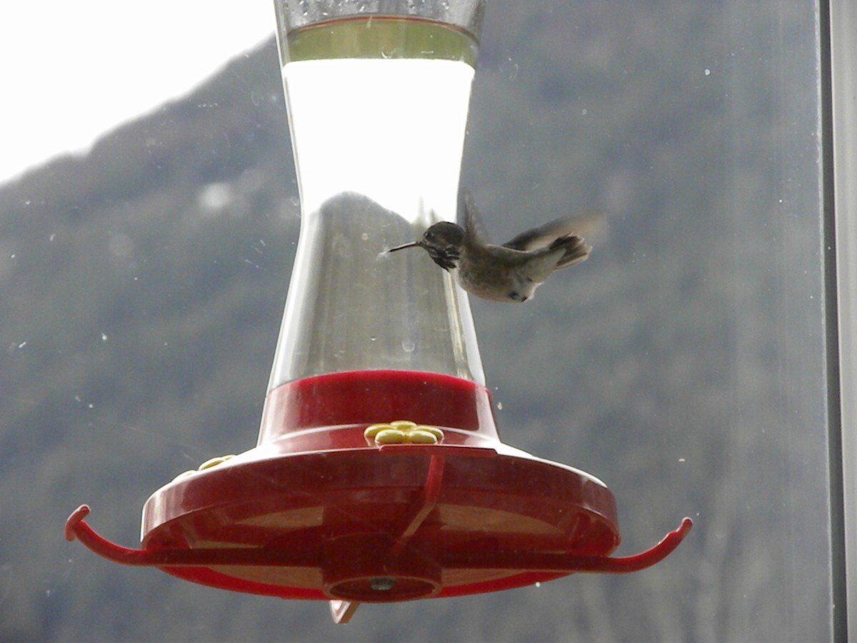 Calliope Hummingbird - ML40520291