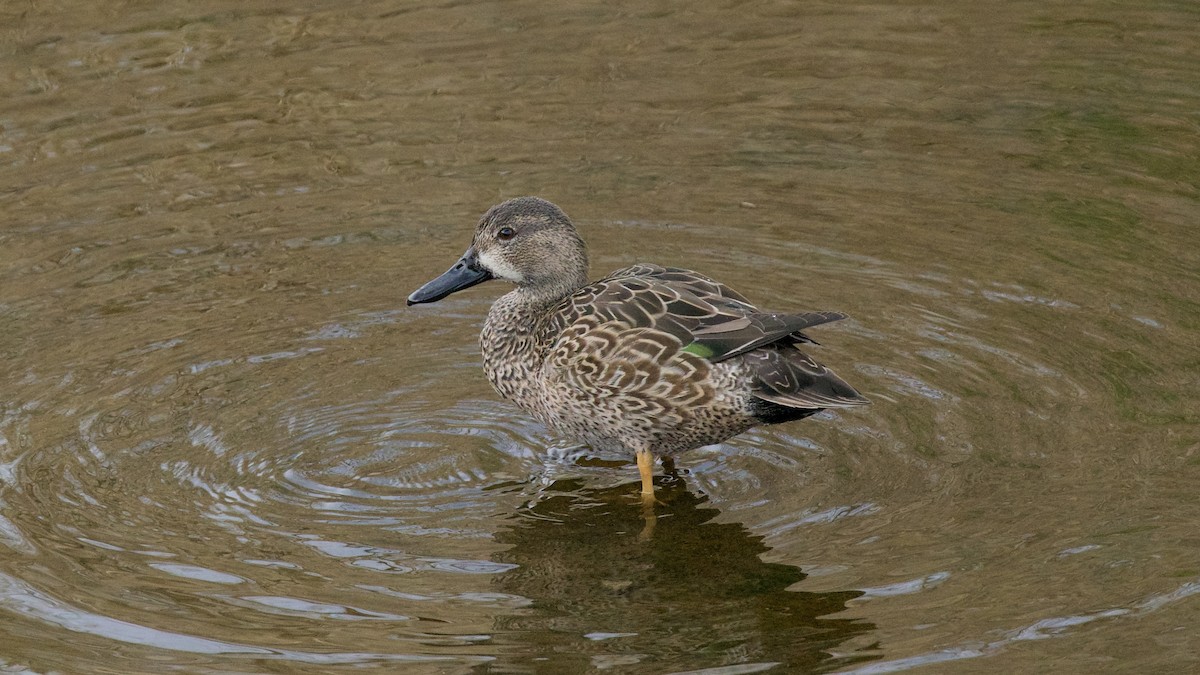 Blue-winged Teal - ML405208041