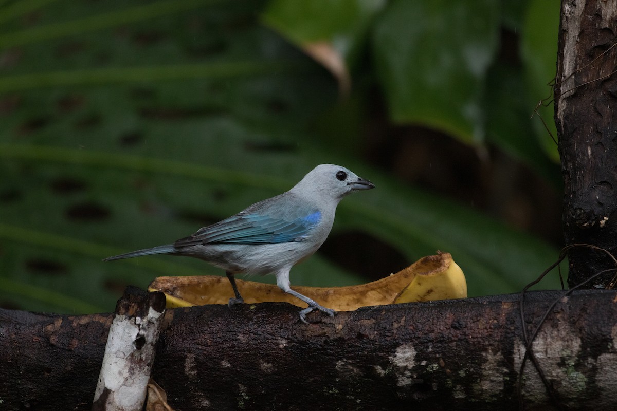 Blue-gray Tanager - ML405222781