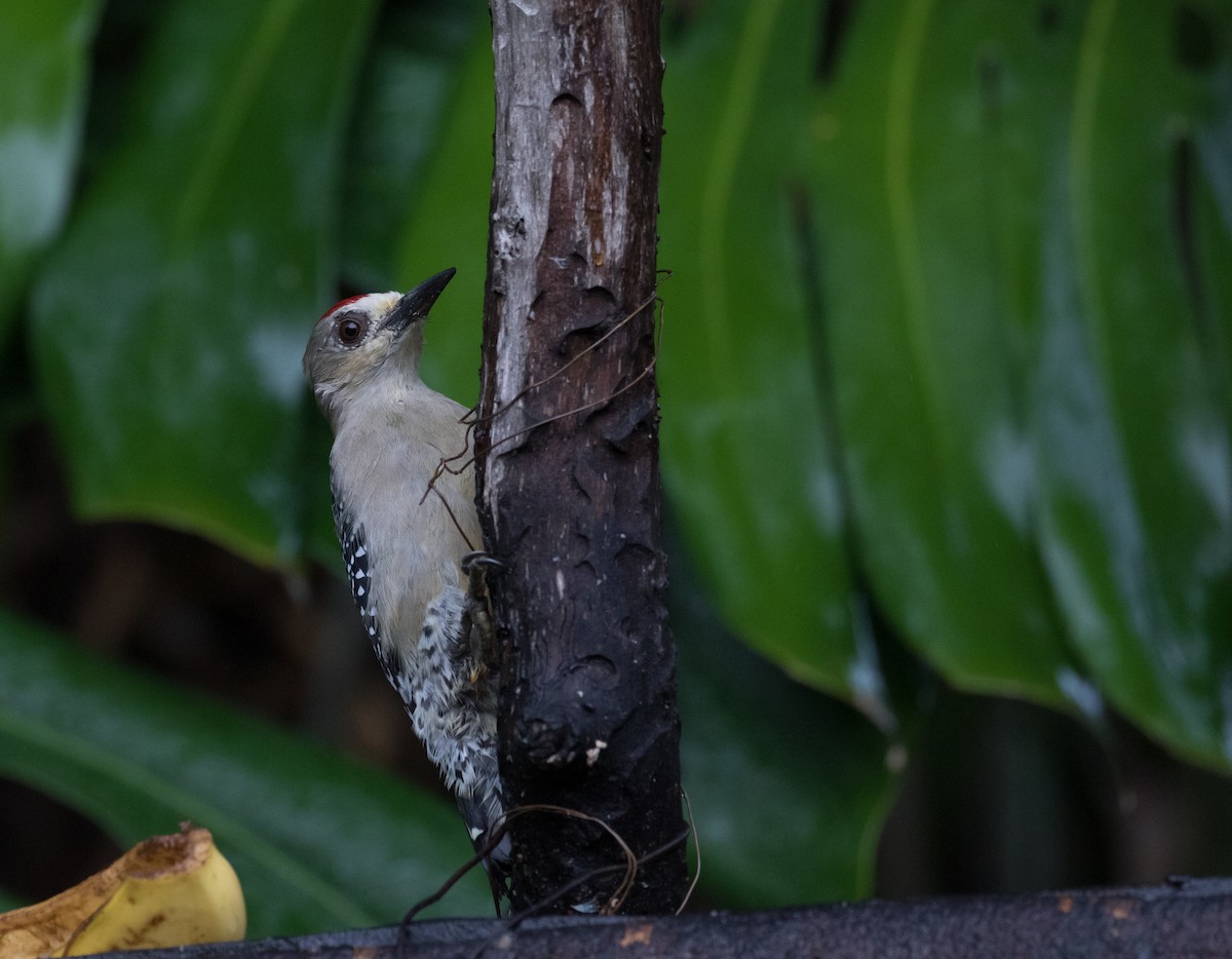 Red-crowned Woodpecker - Cullen Hanks