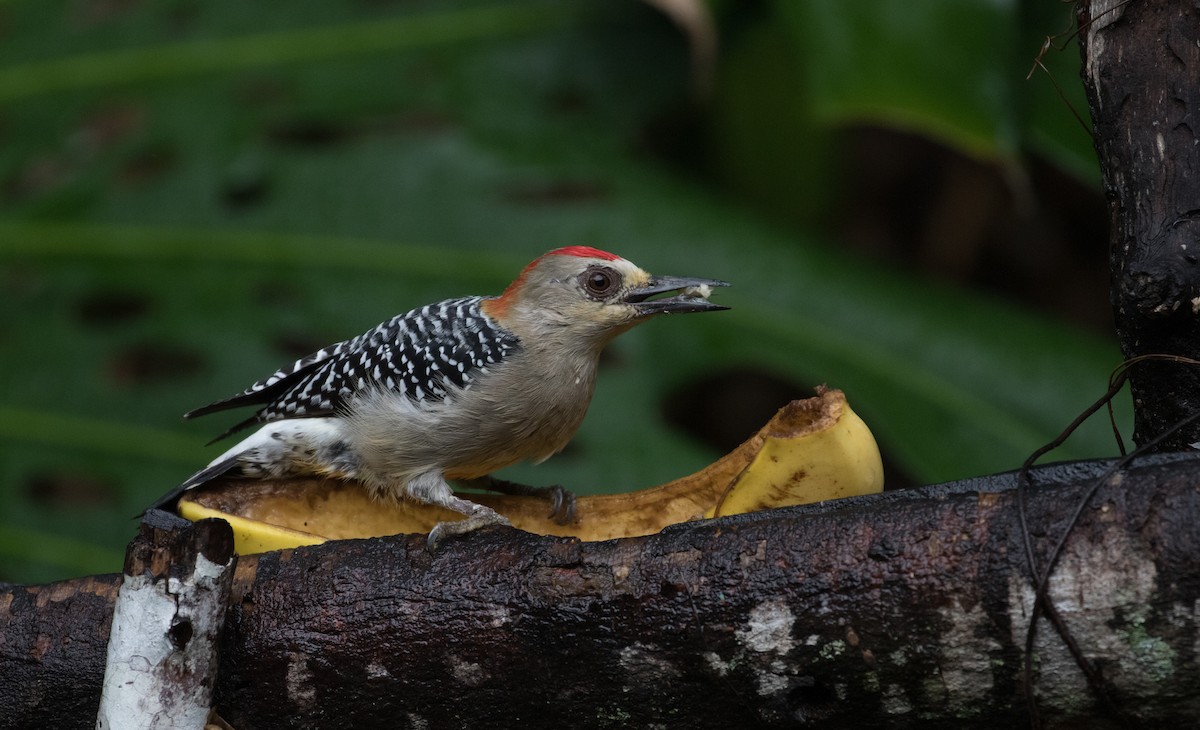 Red-crowned Woodpecker - ML405222861
