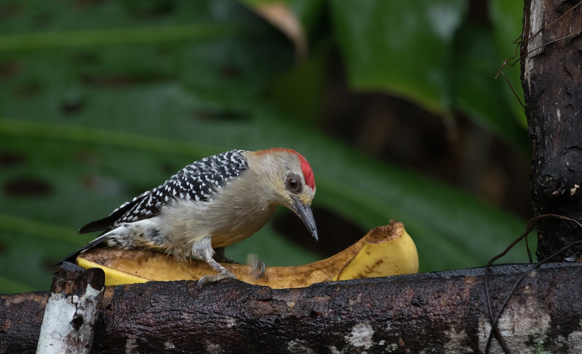 Red-crowned Woodpecker - ML405222871