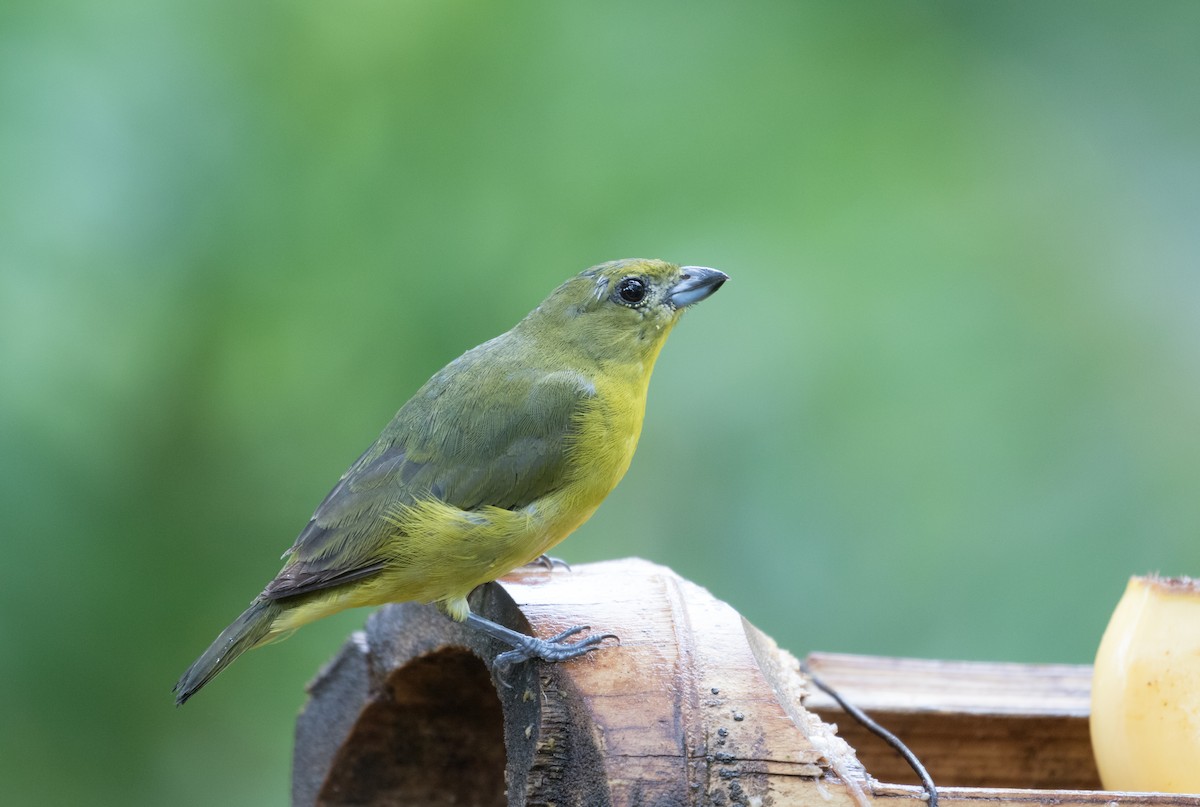 Thick-billed Euphonia - Cullen Hanks