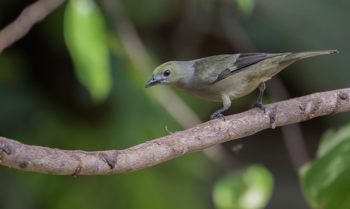 Palm Tanager - Cullen Hanks