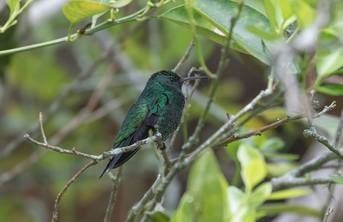 Shining-green Hummingbird - ML405223271
