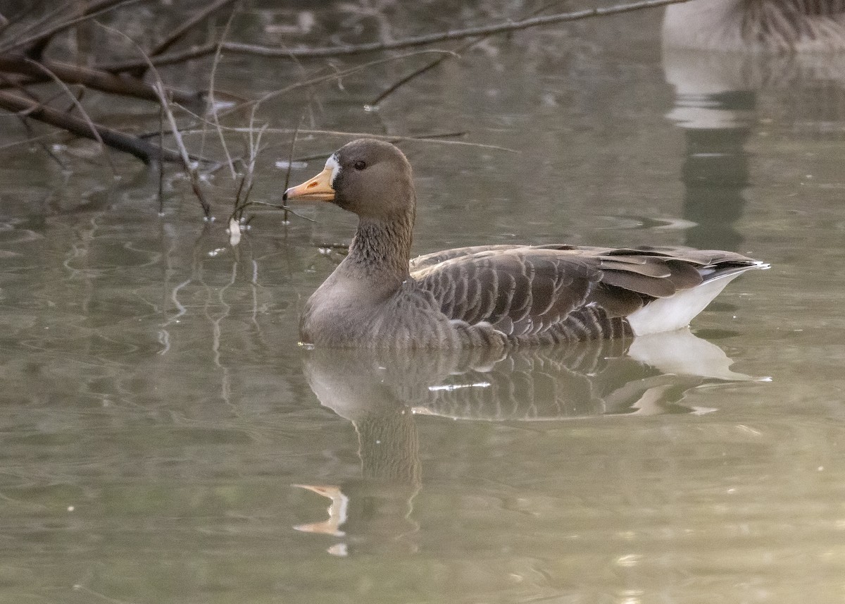 Greater White-fronted Goose - ML405227191
