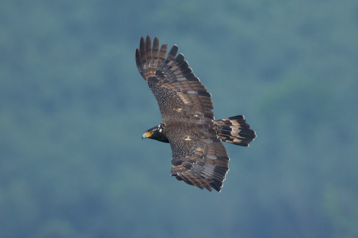Crested Serpent-Eagle - ML40522821
