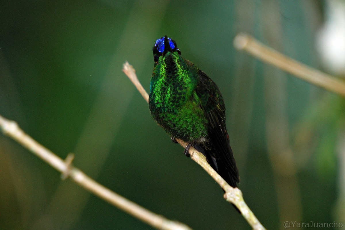 kolibřík fialovočelý - ML405229811