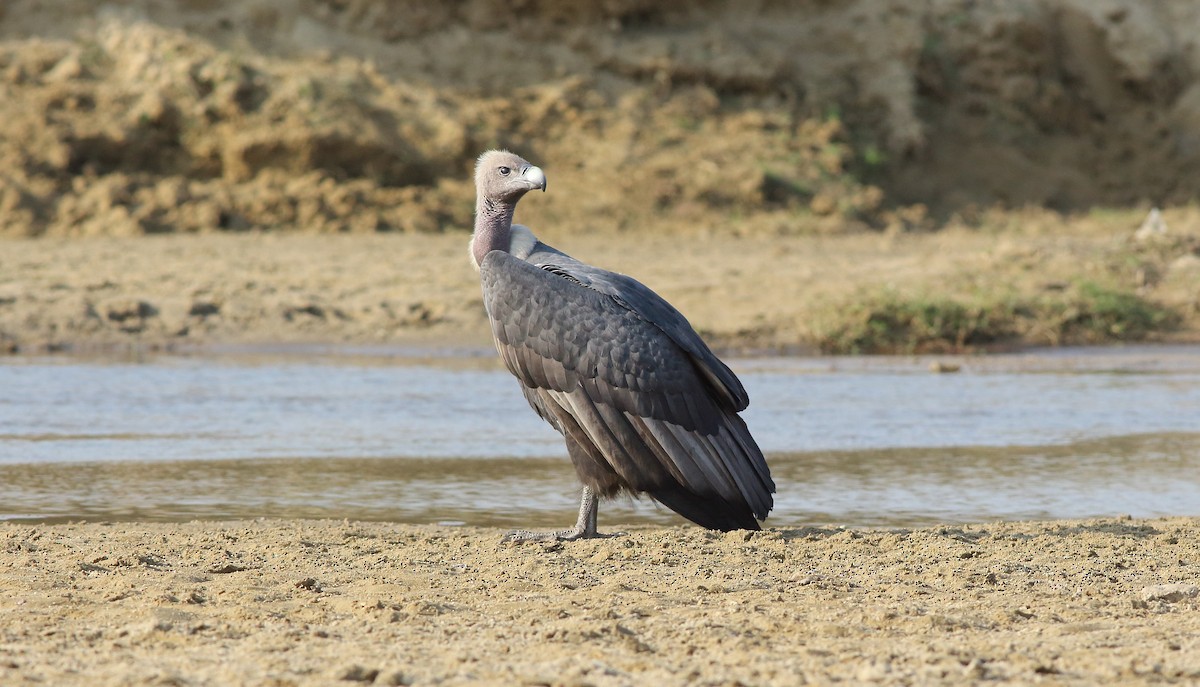 White-rumped Vulture - Nelson George
