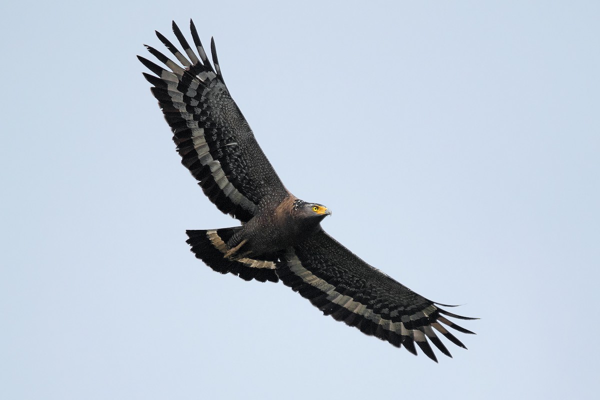 Crested Serpent-Eagle - ML40523781