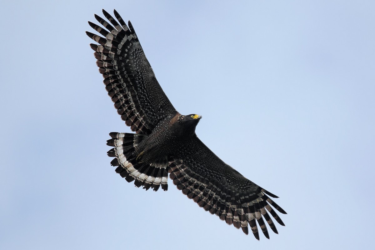 Crested Serpent-Eagle - ML40523791
