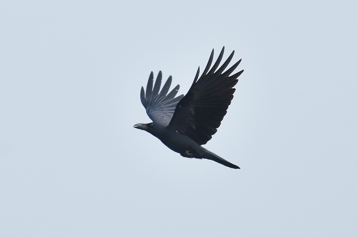 Large-billed Crow - Ayuwat Jearwattanakanok
