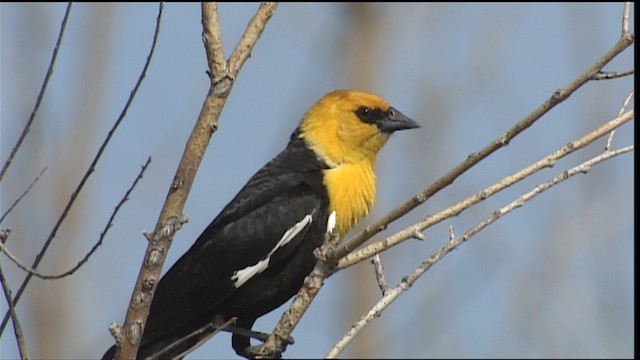 Yellow-headed Blackbird - ML405244