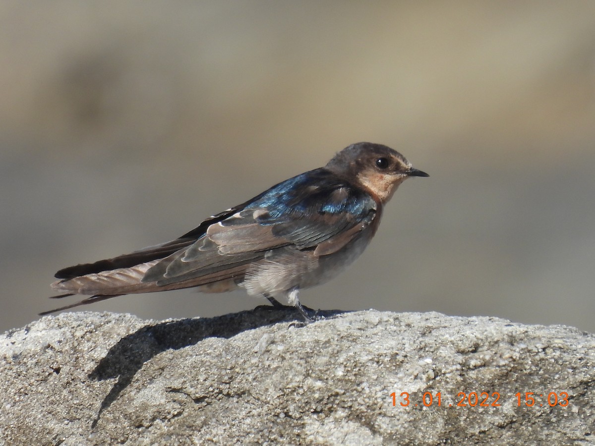 Welcome Swallow - ML405245861