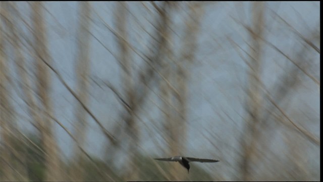 Black Tern (American) - ML405246