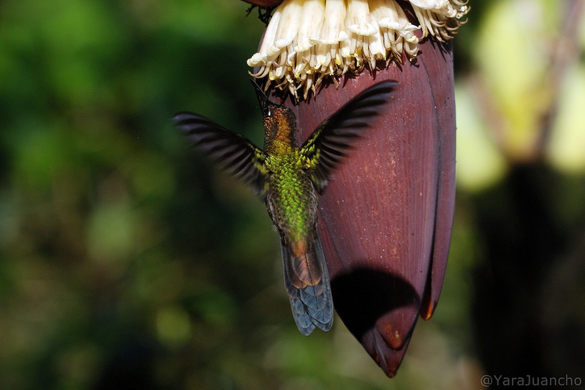 kolibřík fialovočelý - ML405246291