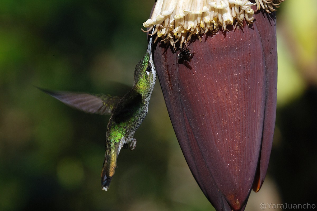 kolibřík fialovočelý - ML405246311