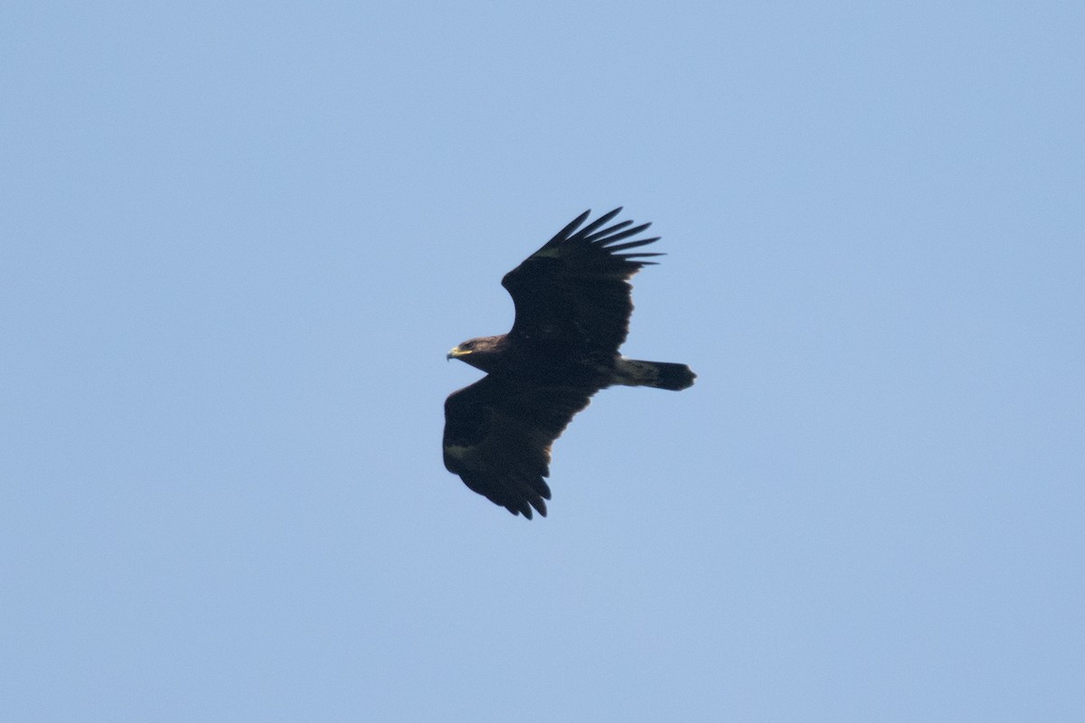 Greater Spotted Eagle - ML40524731