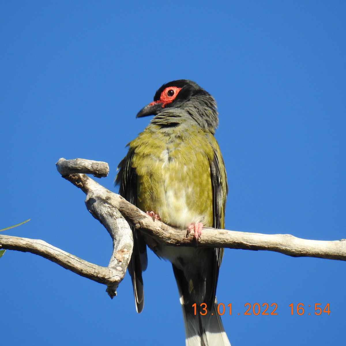 Australasian Figbird - ML405247801