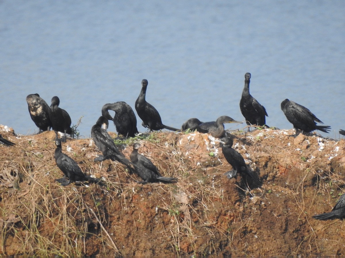 Indian Cormorant - HARI MAVELIKARA