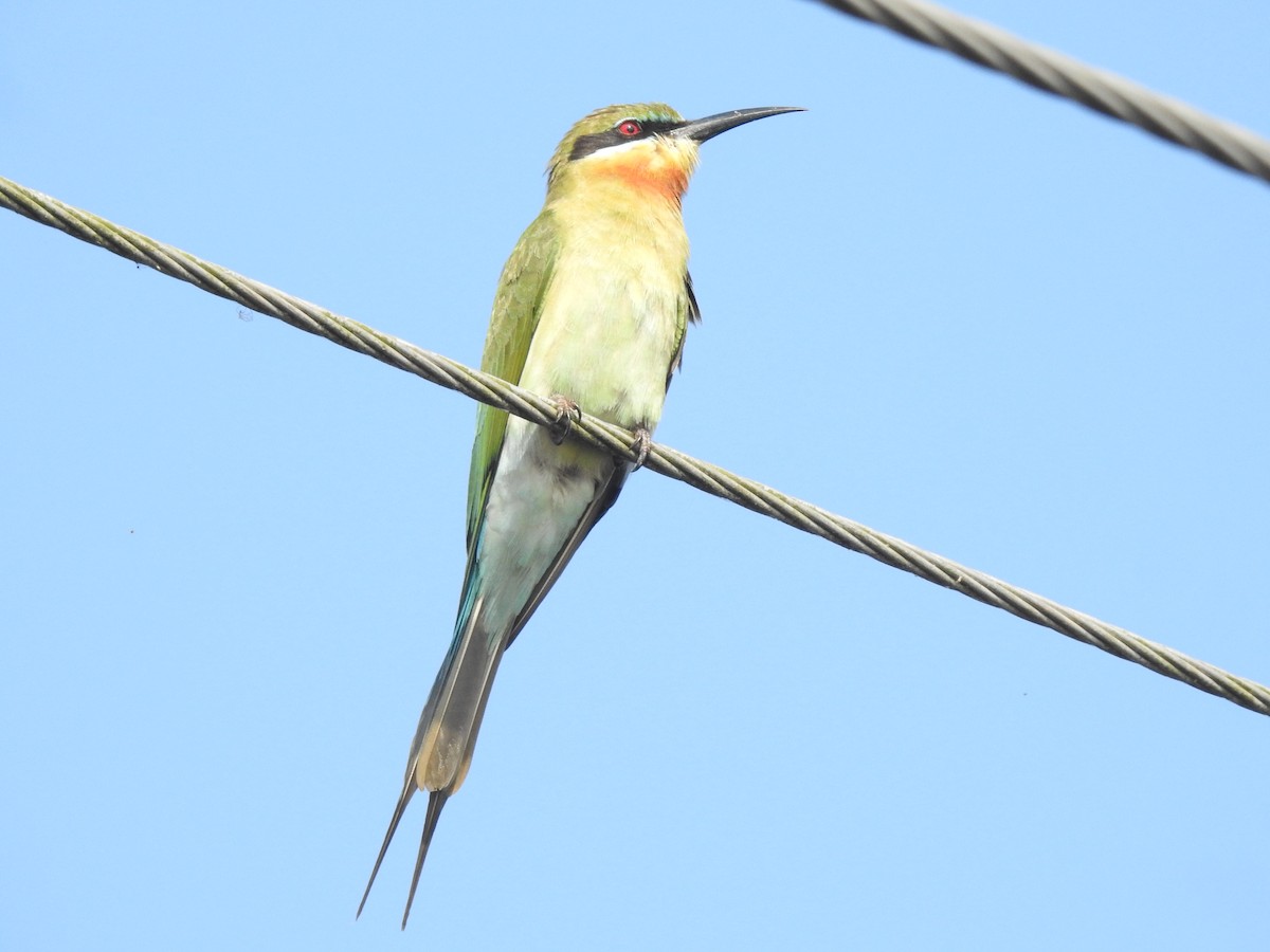 Blue-tailed Bee-eater - ML405248691